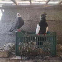دو جفت کبوتر آس