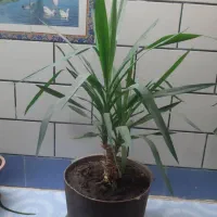 تعدادی گل طبیعی