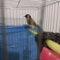 سهره چهارگل نر ۳سال قفس