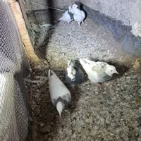 جوجه و کلنه|پرنده|نیشابور, ابراهیم ادهم|دیوار