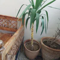 دیفن باخیا یوکا سانسوریا برگ انجیری کالانگو پتوس|گل و گیاه طبیعی|اسلامشهر, شهرک محمدیه|دیوار