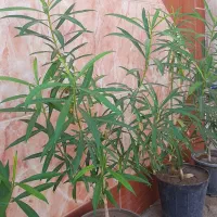 درخت تی وی تیا خورموج|گل و گیاه طبیعی|خورموج, |دیوار