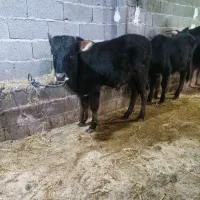 گوساله نر چالوسی یا گاو نر دو راس|حیوانات مزرعه|کوچصفهان, |دیوار