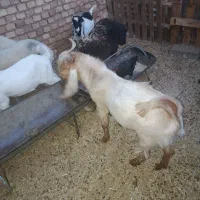 کهره پاکستانی چاق