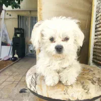 فروش دو سگ نر و ماده|سگ|شیراز, طلاب|دیوار