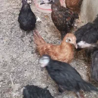 مرغ و جوجه|حیوانات مزرعه|خمینی‌شهر, |دیوار