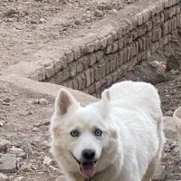 هاسکی سامویید اصل|سگ|قزوین, |دیوار