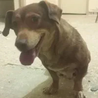 واگذاری سگ نژادمیکس بیت بول پسر|سگ|مشهد, شهید مطهری|دیوار