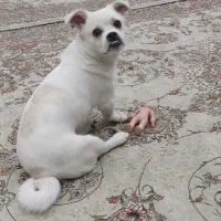 میکس مالتیز 7ماه نر