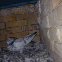 کبوتر|پرنده|ایذه, |دیوار