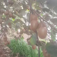 کیویی درختی|عمدهفروشی|واجارگاه, |دیوار