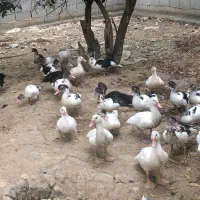 فروش اردک اسرائیلی