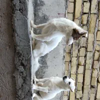 سگ پامر واشپیتز خانگی|سگ|شهر بابک, |دیوار