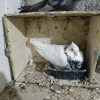 کفتر طوقی و سبزخطی و سرکه ای
