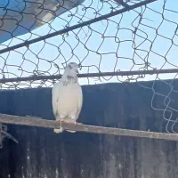 فروش یا معاوضه کفترهای پرشی و مولد.