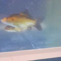 دو عدد ماهی کاراس