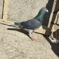 مسافتی|پرنده|اردبیل, |دیوار