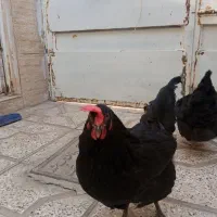 مرغ تخمگذار سیاه