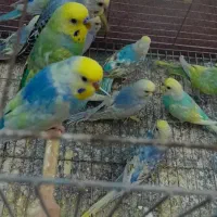 مرغ عشق رینبو آلیام