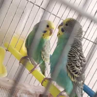 مرغ عشق مولد