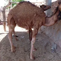 دو عدد بلبون نر.دونه ۲۰۰ تومن. با این شماره تماس