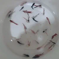 ماهی فایتر نر و ماده در رنگ بندی مختلف