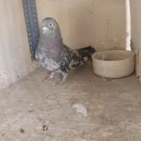 کفتر سرور