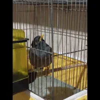 مرغ مینا نر افغان|پرنده|کرمانشاه, |دیوار