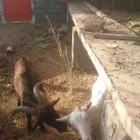 نربز آلپاین|حیوانات مزرعه|دماوند, دماوند|دیوار