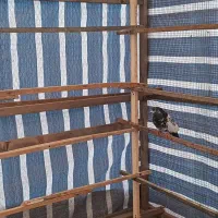 کبوتر حریردارم