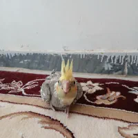 دوتا جوجه عروس سرلاکی نر سوپر تاج|پرنده|کوهدشت, |دیوار