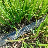 3کیلو نهال پیاز مینروا دستگیری از قوطی|گل و گیاه طبیعی|عنبرآباد, |دیوار