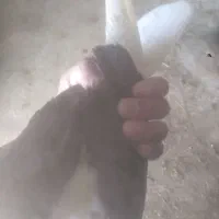 کبوتر دوکت سیاه