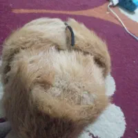 کلاه پشمی پوست شیر|لباس|برازجان, |دیوار