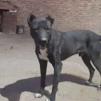 سگنر|سگ|بهار, |دیوار