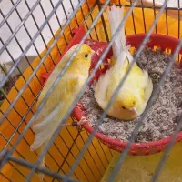 قناری جفت نر و ماده خوش رنگ با چهارتا تخم نطفه دار