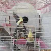 ۴ تا عروس هلندی  سالم دوتا نر دوتا ماده