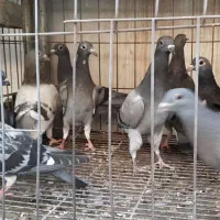 جوجه پلاکی|پرنده|تهران, آسمان|دیوار