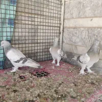 ماده سوسنی بزن|پرنده|شیراز, سعدیه شمالی|دیوار