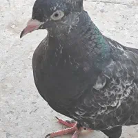 فروش جوجه ماده سینه سیاه|پرنده|اصفهان, طامه|دیوار