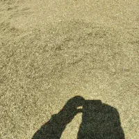 کاه ماشک و عدس