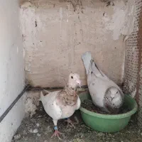 ۵ جفت طوقی و سار|پرنده|بیرجند, |دیوار