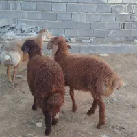 سه راس بره نر جمی 35کیلو