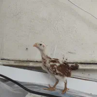 جوجه لاری معاوضه با جوجه محلی