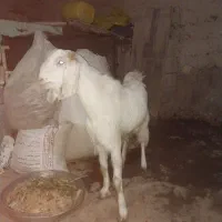 کهره نر