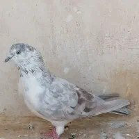 چهار جفت نر و ماده دونسته و حسابی|پرنده|قم, آزادگان|دیوار