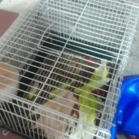 دو عدد همستر بازیگوش|موش و خرگوش|بومهن, |دیوار