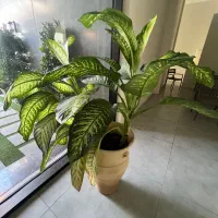 گل اپارتمانی|گل و گیاه طبیعی|بابل, |دیوار