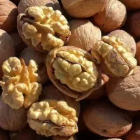 درخت گردو سه ساله ، نهال گردو  در نهالستان|خدمات باغبانی و درختکاری|مشهد, خواجه ربیع|دیوار