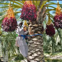 خرمای سوغاتی درجه یک خوزستان|خوردنی و آشامیدنی|تهران, جوادیه|دیوار